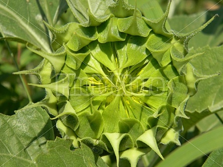 Unopened Sunflower