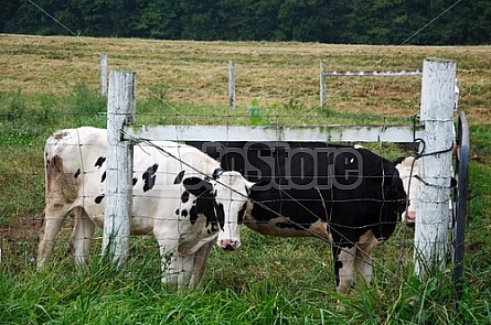 Dairy Farm