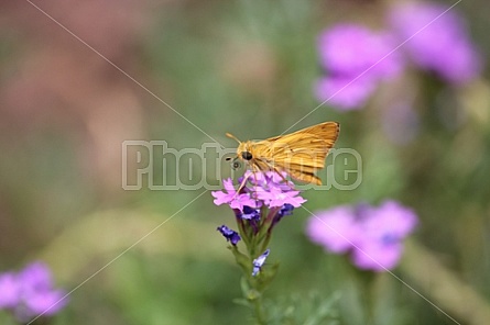 Yellow Moth and Lantanas