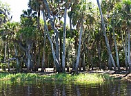 Florida Everglades