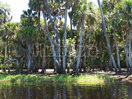 Florida Everglades