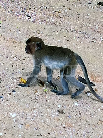 Monkeys in Thailand