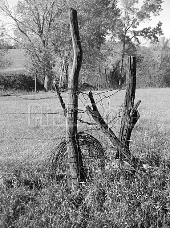 Fencepost with Barbed Wire
