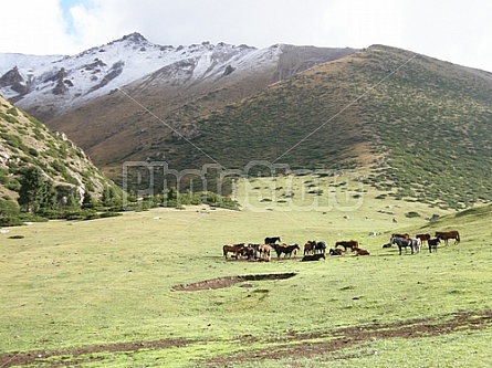 horse herd in the mountains