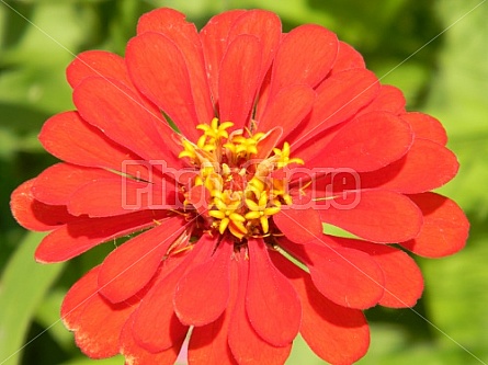 Orange Zinnia