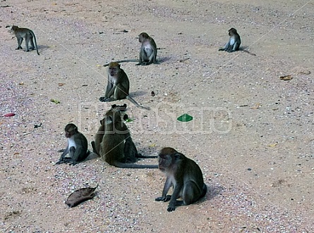 Monkeys in Thailand