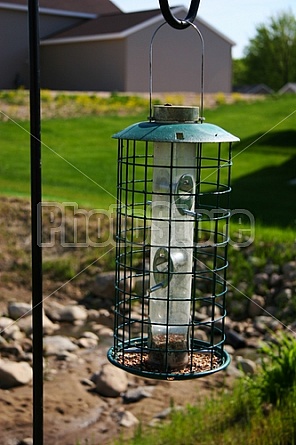 bird feeder
