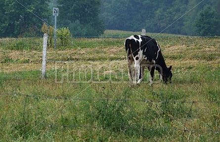 Dairy Farm