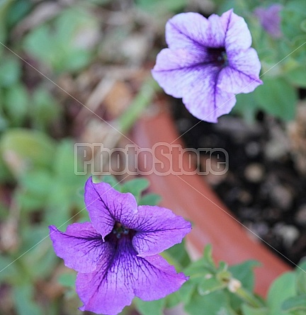 My Mother's Garden