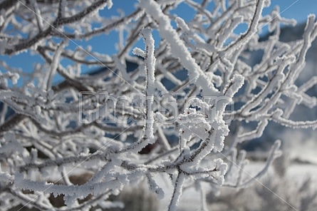frosted branches