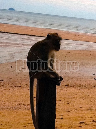 Monkeys in Thailand