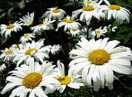 daisies