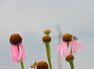 Coneflowers #1