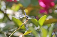 Dragonfly Smiling