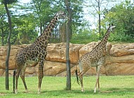 Giraffes