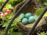 Robin Eggs and Flowers