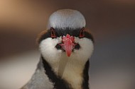 Chukar