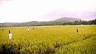 Filipino Rice Fields