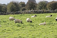 Sheep of Ireland