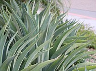 agave
