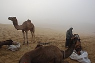 Camel Safari 2