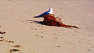 Seagull and Seaweed on Santa Monica Beach