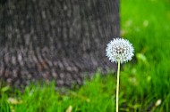 dandelion