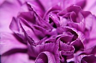 purple flower