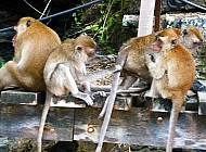 Monkeys in Thailand