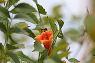 Honeysuckle Bee