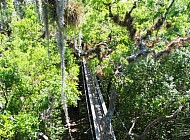 Everglades bridge