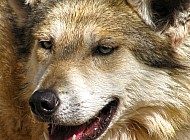 Mexican Wolf