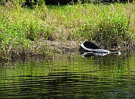 alligator heading home