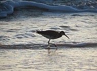 sanderling, sandpiper