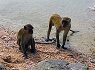 Monkeys in Thailand