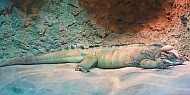 Nap Time Iguana