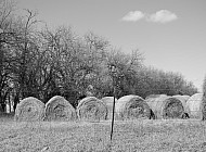 Hay Rolls #2