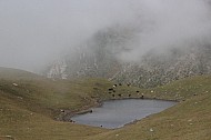 cow herd in the mountains