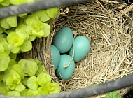 Robin Eggs