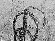 Barbed Wire #3