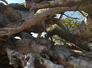 VINES AND FENCE