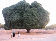 Children gathering at Cape Mclear