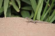 Baby Lizard