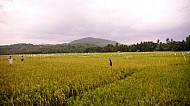 Filipino Rice Fields