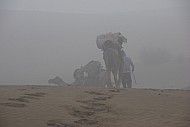 Camel Safari 3