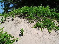 sand and green on a hill