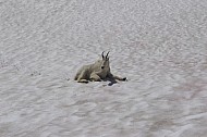 Mountain Goats