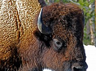 Buffalo