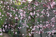 Cherry Blossoms