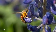 bee on purple